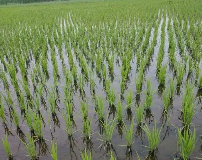 稻谷苗图片 第5张