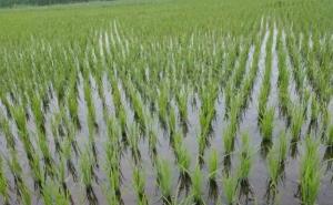 稻谷苗图片 第5张