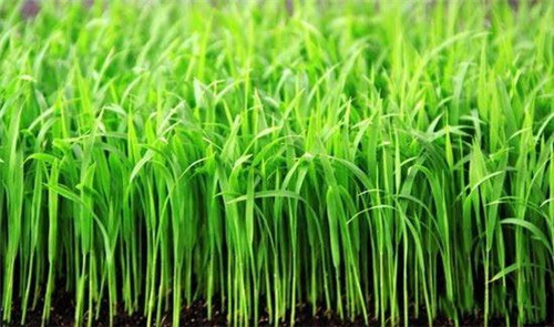 稻谷苗图片 第3张