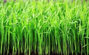 稻谷苗图片 第3张