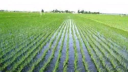 稻谷苗图片 第6张