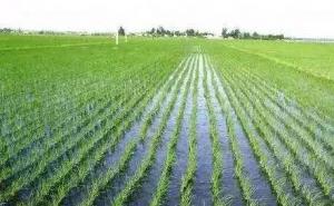 稻谷苗图片 第6张