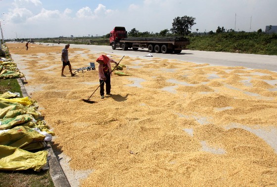 晒稻谷图片 第1张