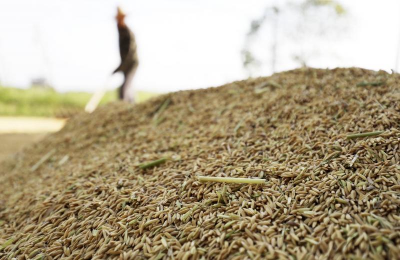 晒稻谷图片 第2张