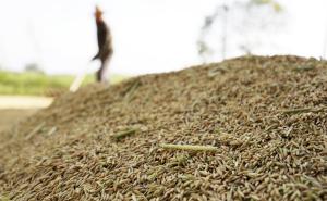 晒稻谷图片 第2张