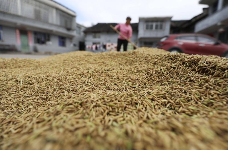 晒稻谷图片 第3张