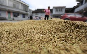 晒稻谷图片 第3张