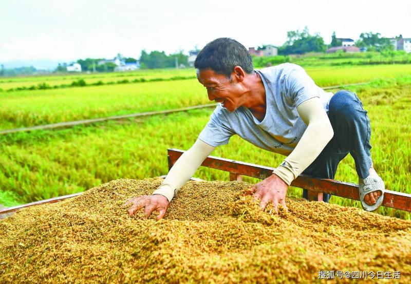 晒稻谷图片 第4张