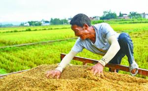 晒稻谷图片 第4张