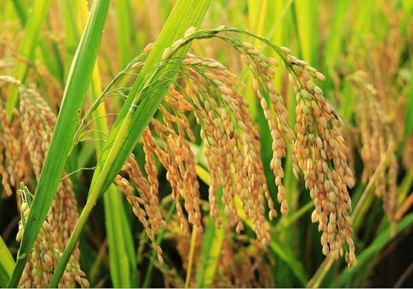 麦子和稻子图片 第1张