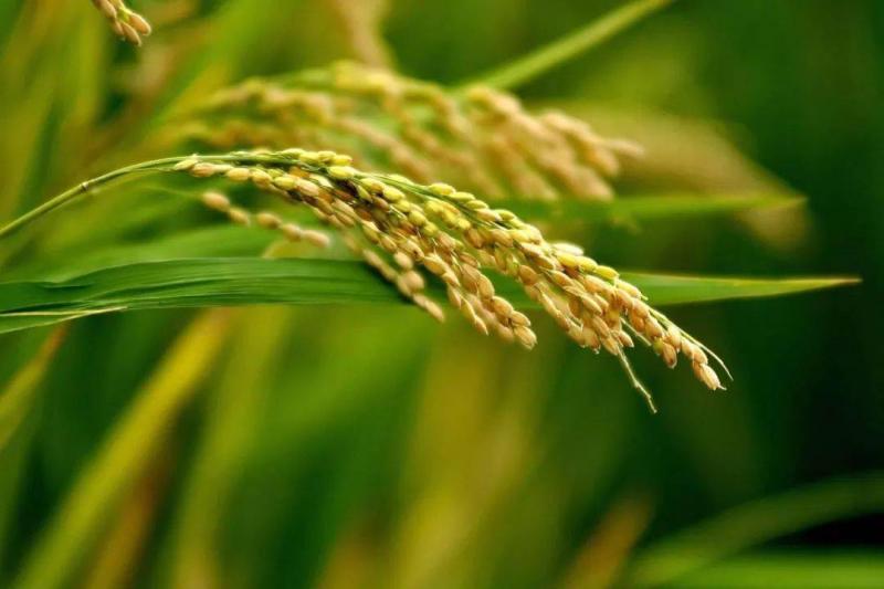 麦子和稻子图片 第5张