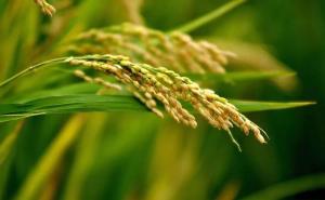 麦子和稻子图片 第5张
