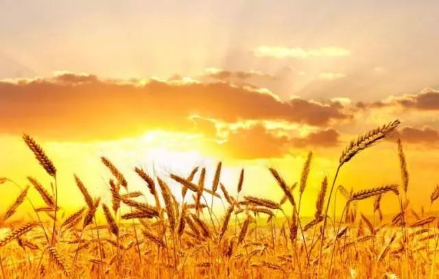 麦子和稻子图片 第4张