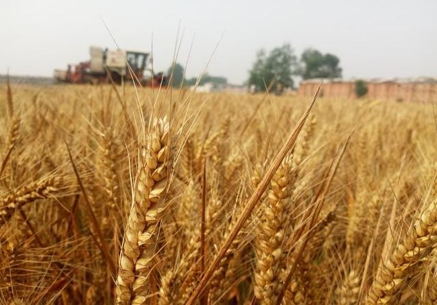 麦子和稻子图片 第2张