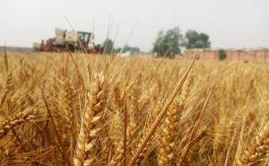 麦子和稻子图片 第2张