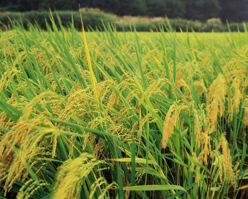 麦子和稻子图片 第7张