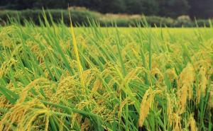 麦子和稻子图片 第7张