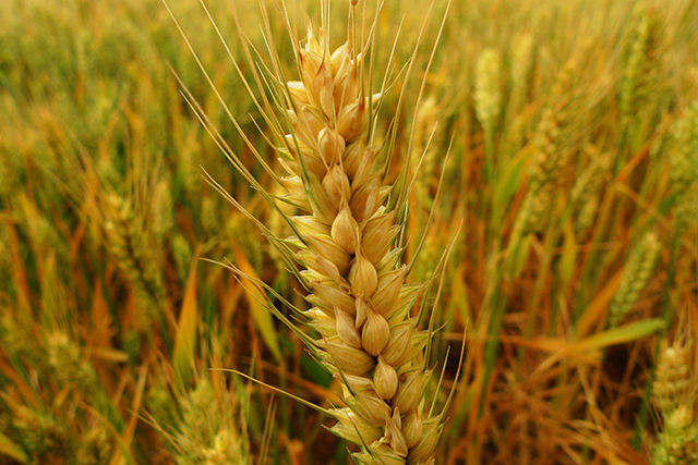 麦子和稻子图片 第6张