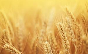 麦子和稻子图片 第8张