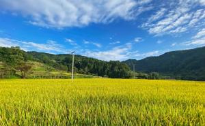 稻谷丰收美景图片 第2张