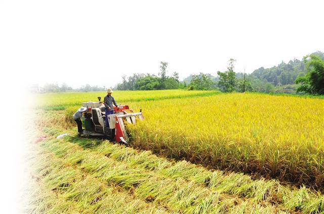 稻谷丰收美景图片 第1张