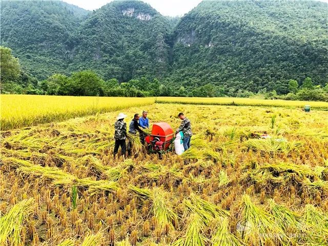 稻谷丰收美景图片 第3张