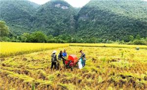 稻谷丰收美景图片 第3张