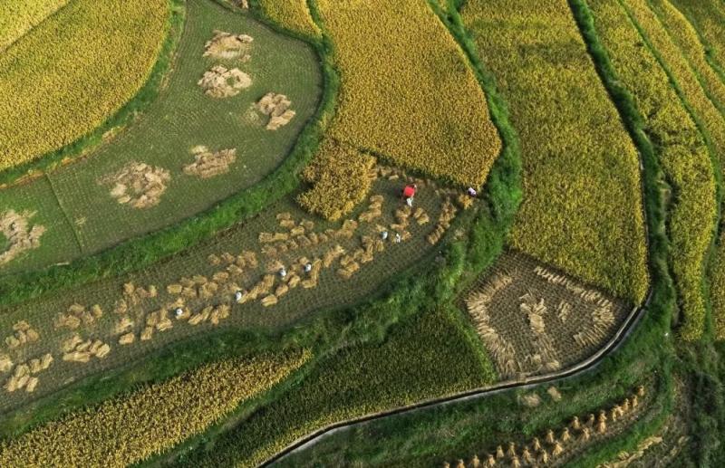 稻谷丰收美景图片 第5张