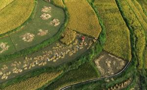 稻谷丰收美景图片 第5张