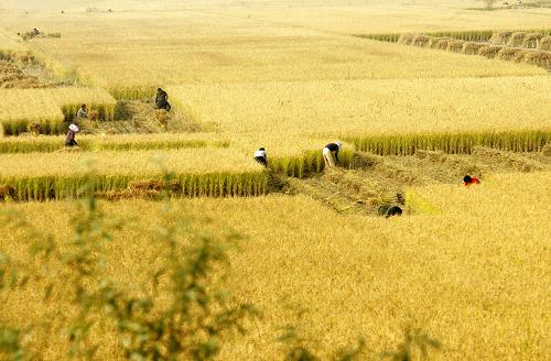 稻谷丰收美景图片 第4张