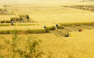 稻谷丰收美景图片 第4张