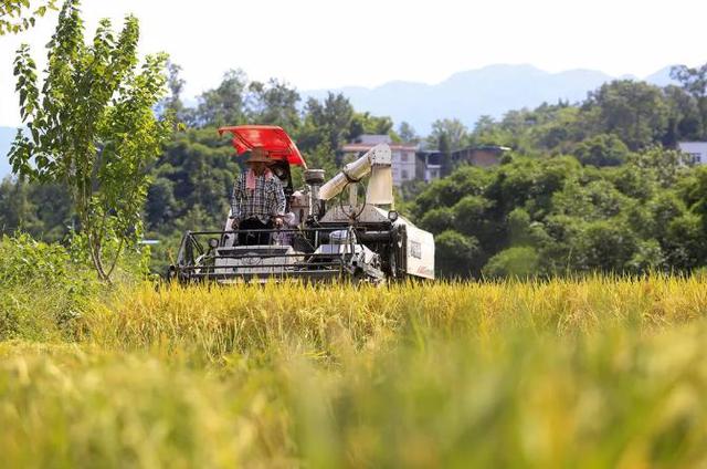 稻谷丰收美景图片 第6张