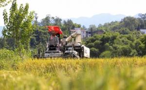 稻谷丰收美景图片 第6张