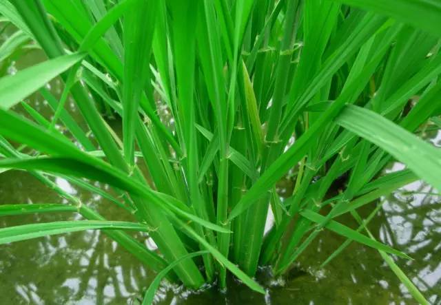 水稻稻苗图片 第4张