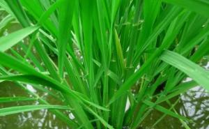 水稻稻苗图片 第4张