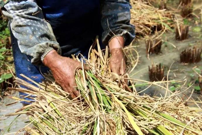 打稻谷图片 第2张