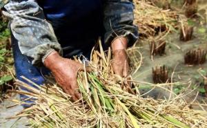 打稻谷图片 第2张