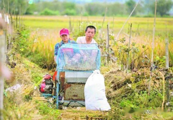 打稻谷图片 第5张