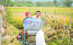 打稻谷图片 第5张