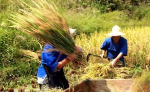 打稻谷图片 第3张