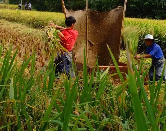 打稻谷图片 第4张