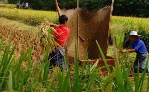 打稻谷图片 第4张