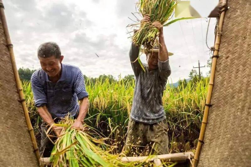 打稻谷图片 第6张