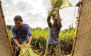 打稻谷图片 第6张