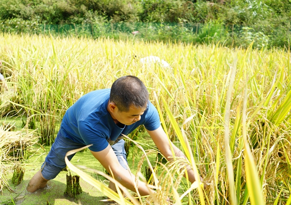 割稻谷图片 第1张