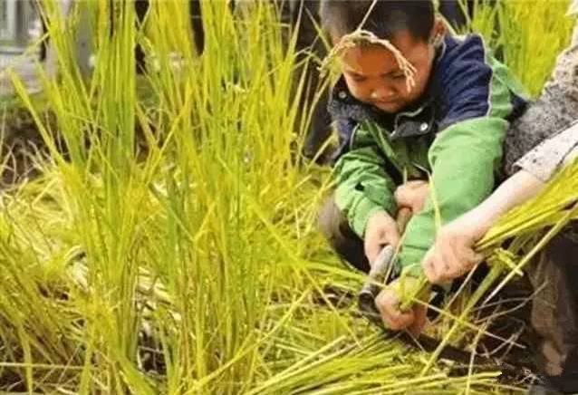 割稻谷图片 第2张