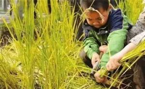 割稻谷图片 第2张