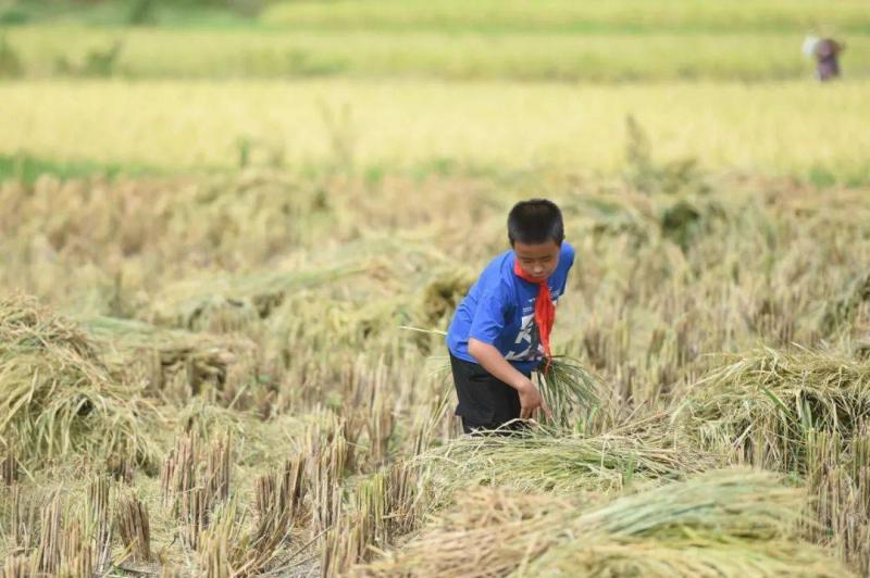 割稻谷图片 第3张