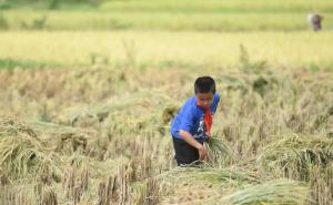 割稻谷图片 第3张