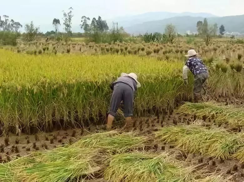 割稻谷图片 第4张